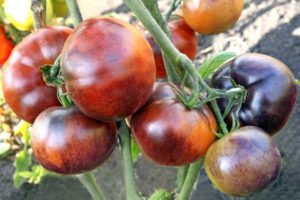 Description of the tomato variety Ivan da Marya