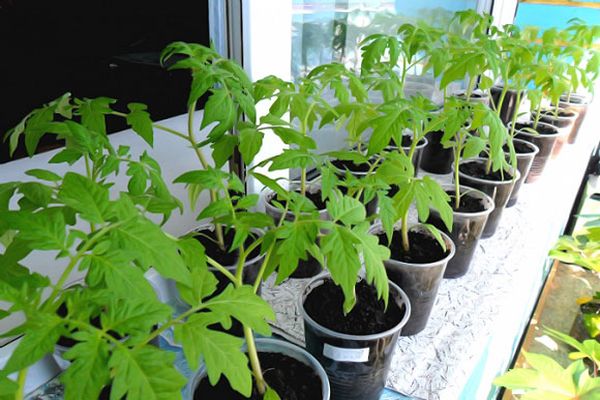 tomato seedlings