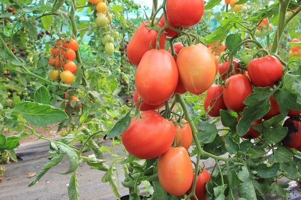 la culture de la tomate