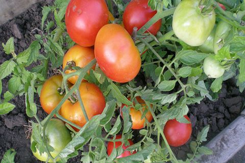 tomato bushes