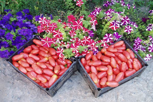 tomatoes in a box