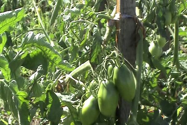 carámbano de tomate