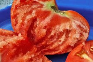 Characteristics and description of the variety of tomato Vechniy call