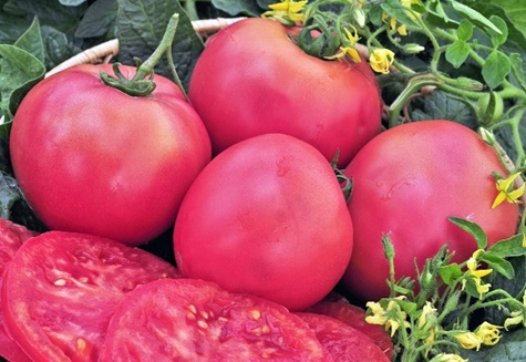 tomate supergéante rose f1 dans le jardin