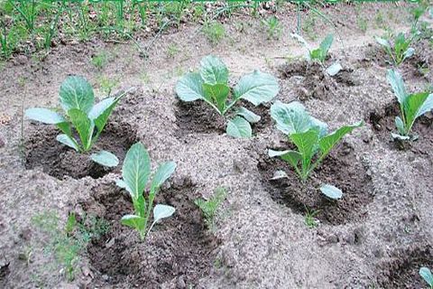 watering cabbage