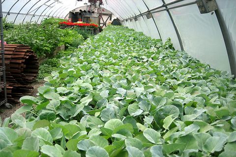 growing cabbage