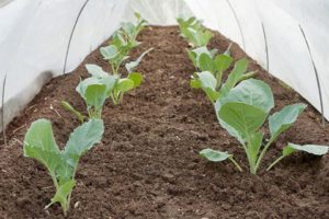 How to grow and care for cabbage outdoors and greenhouse