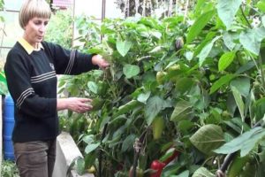 How to grow and care for peppers in a greenhouse from planting to harvest