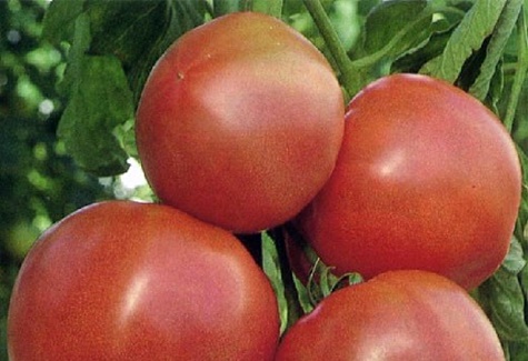 tomato bushes pink solution