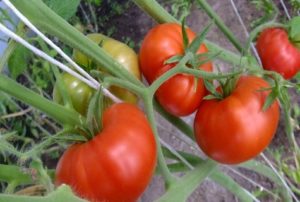 Description and characteristics of the tomato variety Cheerful neighbor