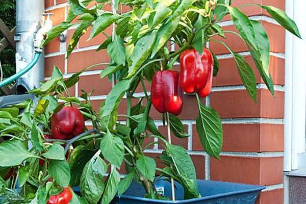 pepper on the balcony