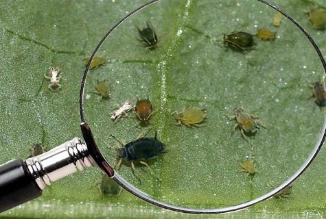 coléoptères sous une loupe