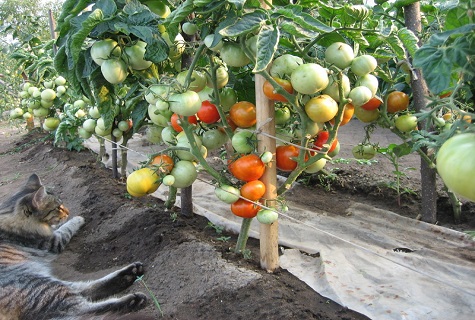 kucing di kebun