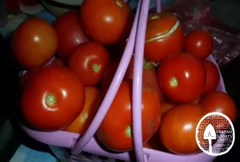 harvest basket