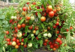 Characteristics and description of the tomato variety Babushkina pride, its yield