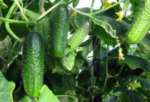 Growing cucumbers in open ground and in a greenhouse for the Krasnodar Territory, the best varieties