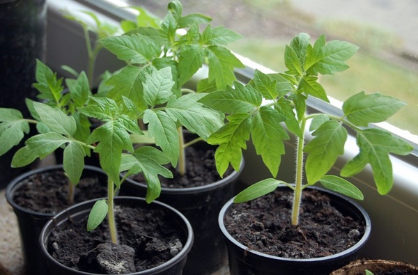 anak benih tomato dalam pasu