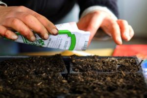 Comment semer correctement les tomates pour les semis étape par étape