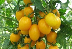 Description and characteristics of the tomato variety amber bunch f1