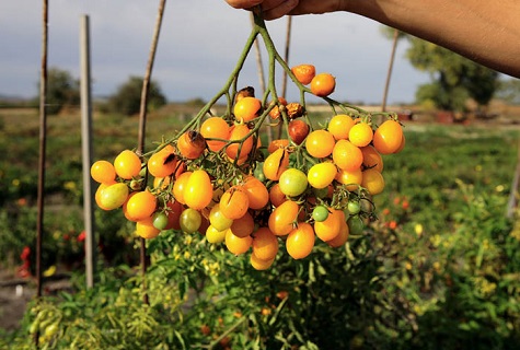 tomato seperti anggur