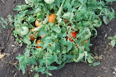 tomates enanos