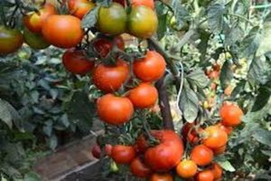 Description of the tomato variety Japanese dwarf and yield