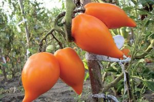 Ciri-ciri dan penerangan varieti tomato tan Selatan, hasil