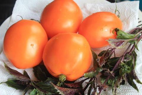 growing tomato