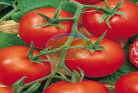 tutup tomato