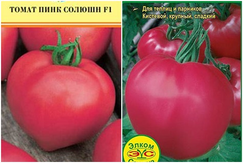 semillas de tomate solución rosa