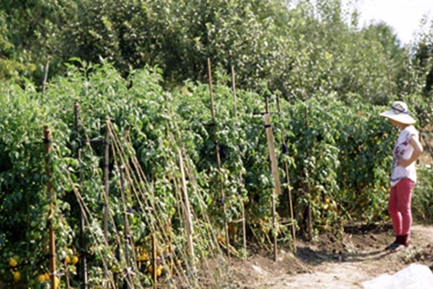 tomates en el jardín