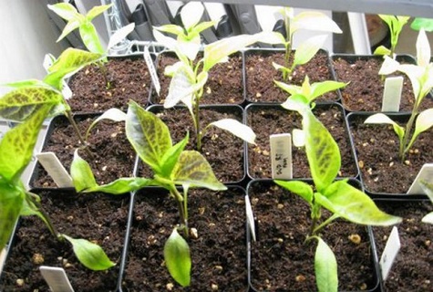 pepper seedlings