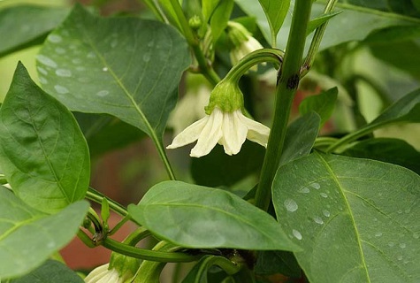 dying flower