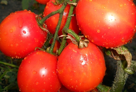 semak tomato Countryman