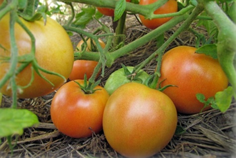 tomato Sweet donut in the garden