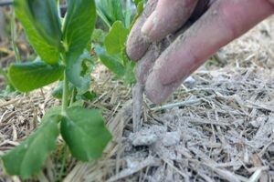 Comment nourrir les poivrons avec de la cendre dans une serre et en plein champ