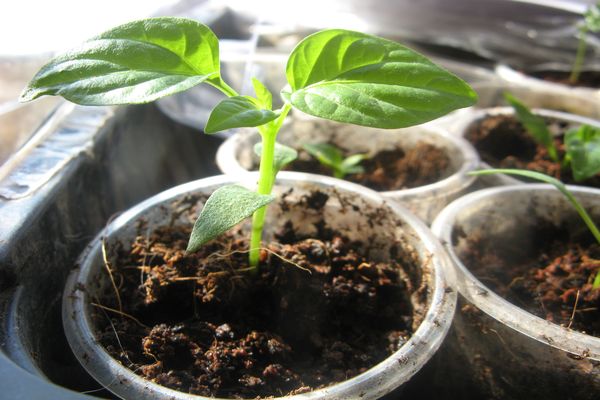 pepper seedlings