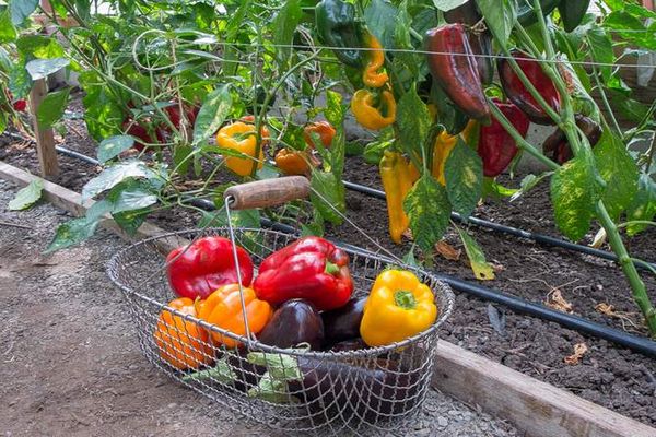 peppers harvest