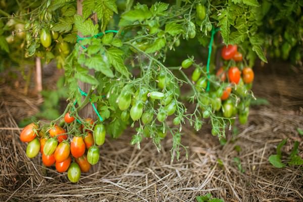 tomato bushes chio chio san