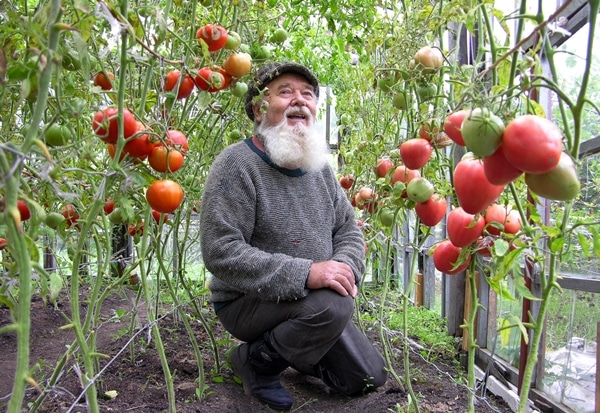 hombre sentado en un invernadero con tomates