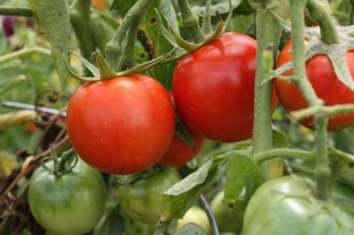 explosión de arbustos de tomate