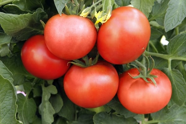 l'apparition d'un super prix de tomate