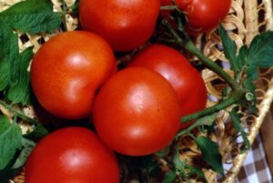 The best varieties of tomatoes for a polycarbonate greenhouse in the Moscow region