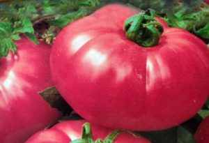 Description du thé à la tomate rose et caractéristiques de la variété