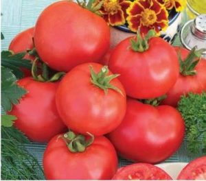 What are standard tomatoes, the best varieties for open ground and greenhouses