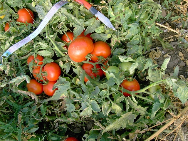 arbustos de tomate Titan