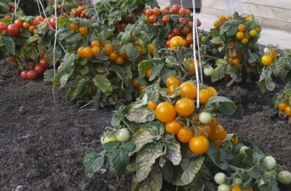 standaardtomaten in de tuin