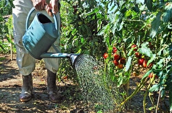 menyiram tomato di kebun