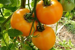 Description de la variété de tomate Amber et ses caractéristiques