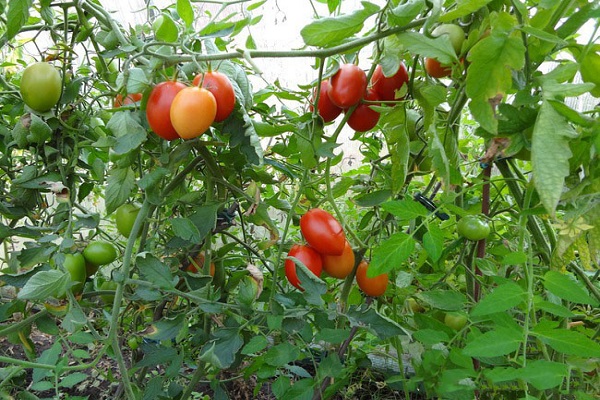 sicilian pepper